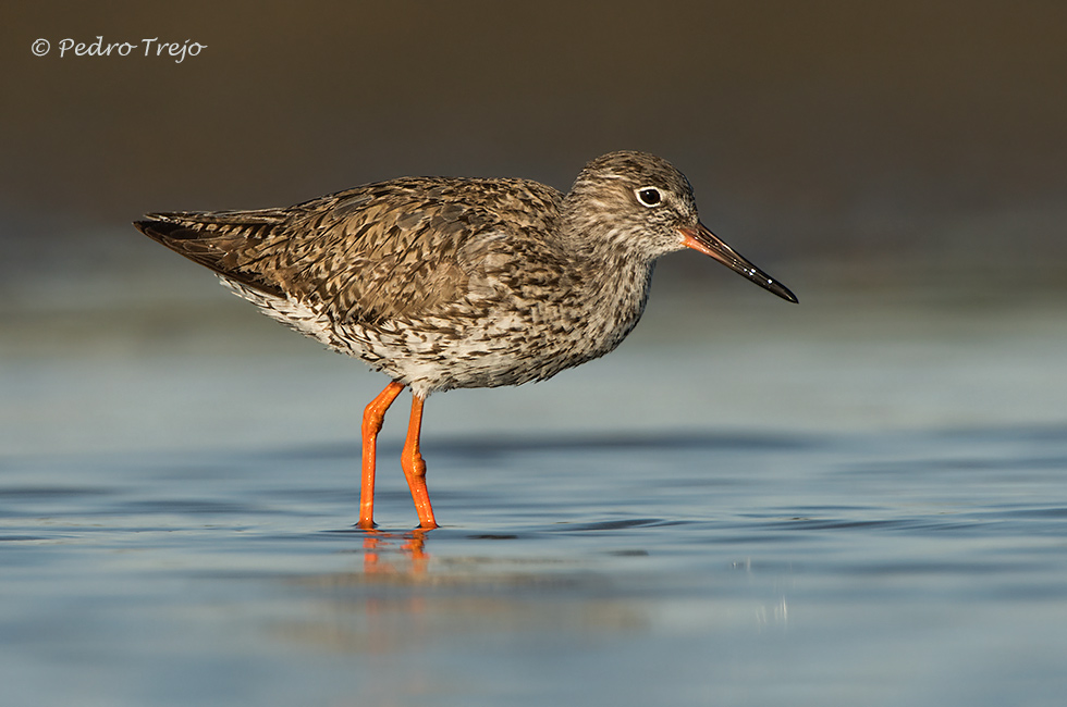 Archibebe común (Tringa totanus)